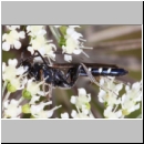 Coelichneumon cyaniventris - Schlupfwespe m01c 15mm - OS-Hellern Wiese det06.jpg